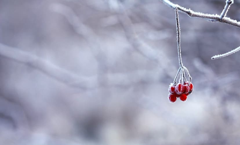 INSTÄLLT - Medlemsmöte 17 Januari